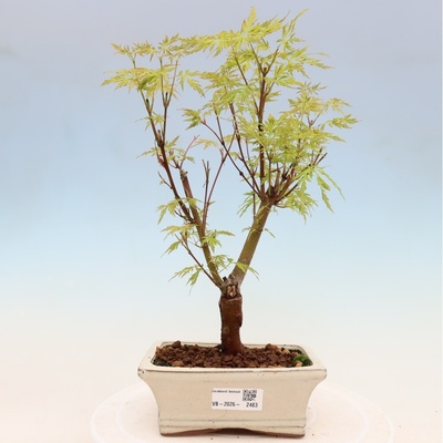 e-bonsai Venkovní bonsai - Acer palmatum Dissectum - Javor dlanitolistý