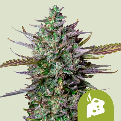Royal Queen Seeds Blue Cheese Automatic semienka neobsahujú THC 100 ks