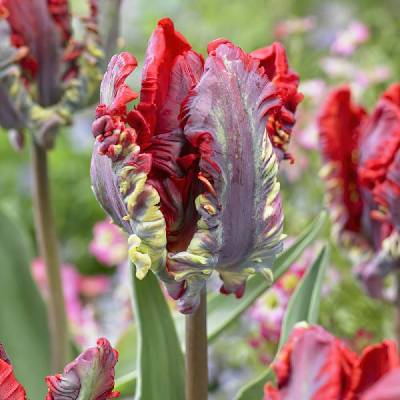 Tulipán papouškovitý Rococo 7 ks 11/12