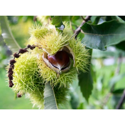 Kaštanovník jedlý 'Castanea sativa'