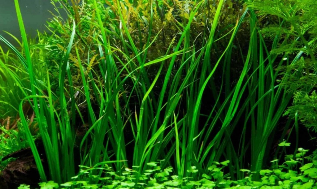 Cyperus helferi