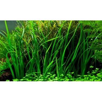 Cyperus helferi