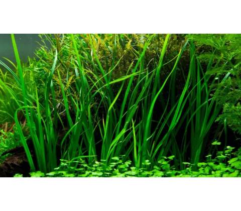 Cyperus helferi
