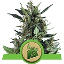 Royal Queen Seeds Blue Cheese semena neobsahují THC 3 ks