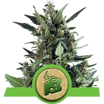 Royal Queen Seeds Blue Cheese semena neobsahují THC 3 ks
