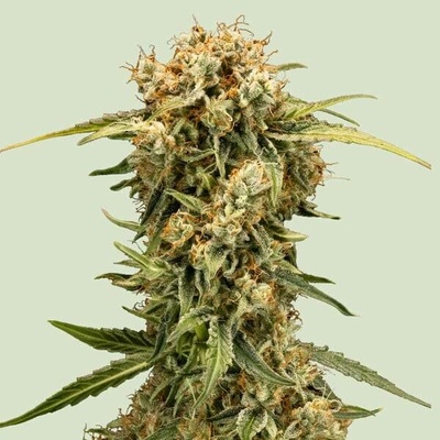 Royal Queen Seeds Medusa F1 AUTO semena neobsahují THC 10 ks