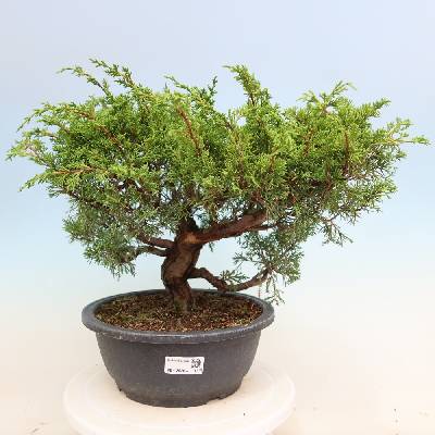 e-bonsai Venkovní bonsai - Juniperus chinensis Itoigawa-Jalovec čínský