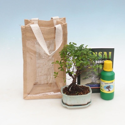 Pokojová bonsai v dárkové tašce - JUTA Sagerecie čajová - Sageretia thea