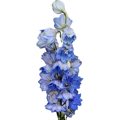 Ostrožka DU CENTURION SKYBLU 60cm