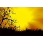 DIMEX ART Флизелинов фототапет черни дървета 375 x 250 см
