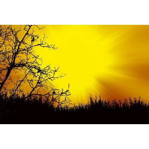 DIMEX ART Флизелинов фототапет черни дървета 375 x 250 см