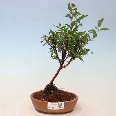 e-bonsai Venkovní bonsai - tavolník japonský - Spirea japonica Anthony Waterer