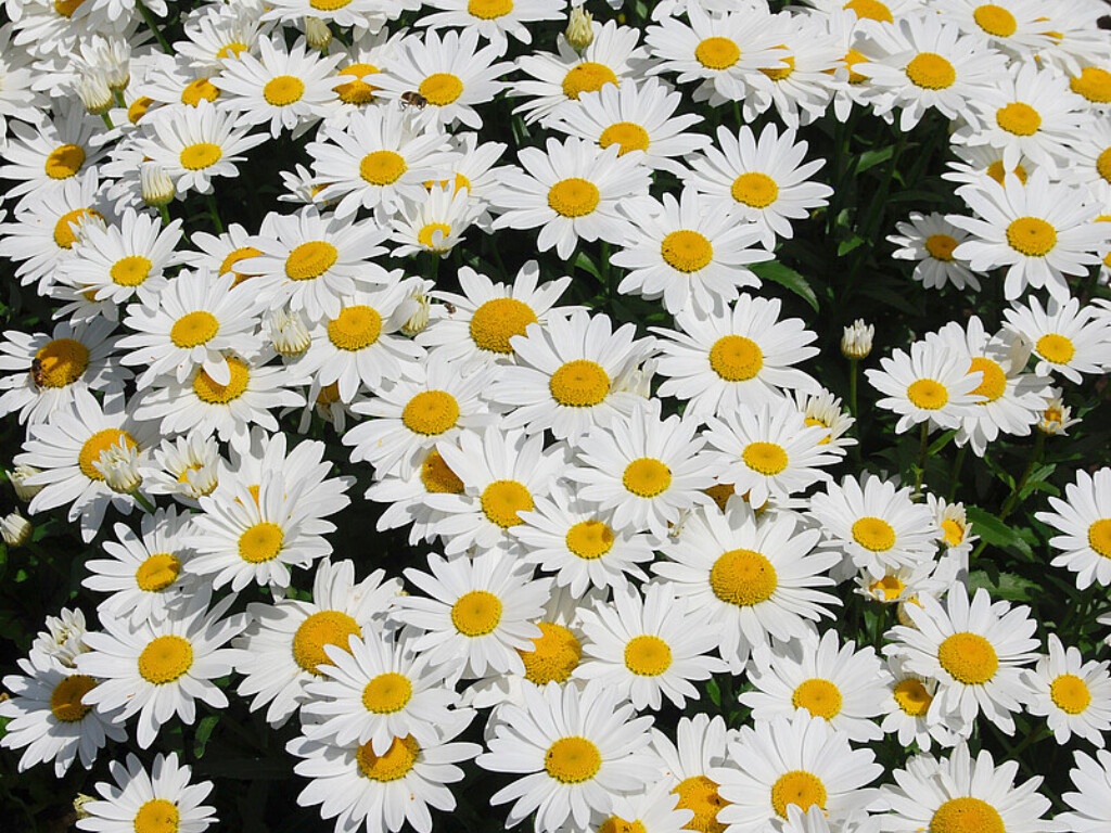 Margaréta Snow Cap