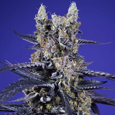 Sweet Seeds Super Boof XL Auto semienka neobsahujú THC 3 ks