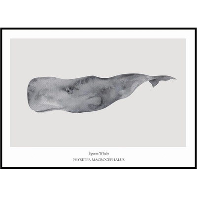 Jen tak z lásky Plakát Sperm Whale Rozměr plakátu: 30 x 40 cm