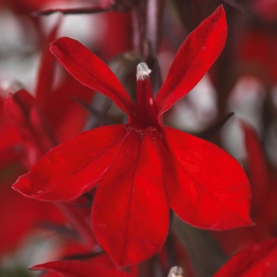 GREENBOSS FLOWER Lobelka 'Fanship Scarlet' Průměr květináče: 9 až 12 cm