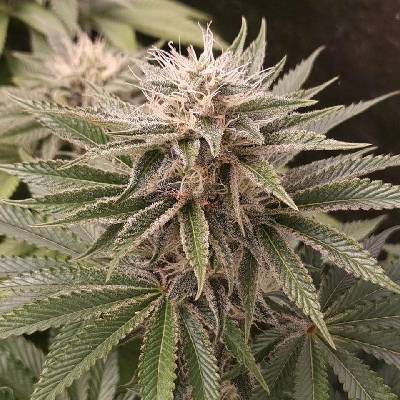 Monkey Genetics Funky Monkey Sour semena neobsahují THC 3 ks