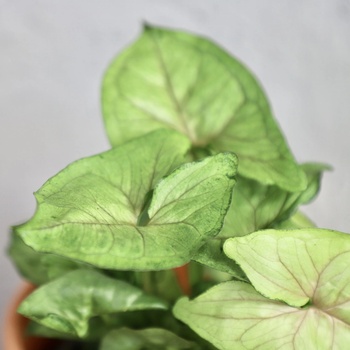 Syngonium Speckle