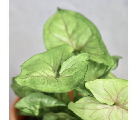 Syngonium Speckle
