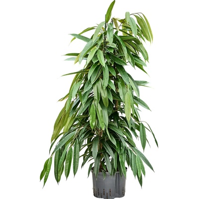 Ficus amstel king 2pp 25/19 výška 120 cm