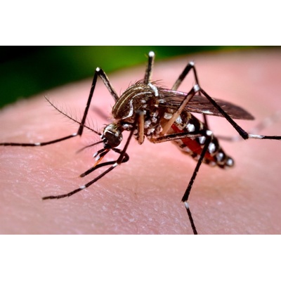 Tinktur - Mastička proti Komárům a klíšťatům 30 ml