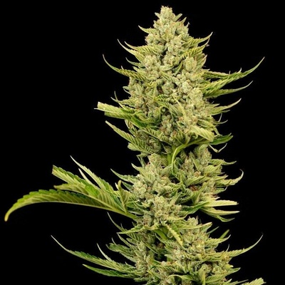 Seedsman Tangerine Snow F1 Fast semienka neobsahujú THC 1 ks