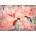 Enjoy - Puzzle Wishes - 1 000 piese