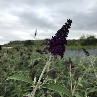 Buddleja davidii 'Black Knight' Prodejní velikost: 020/030, Velikost hrnku: 2 l