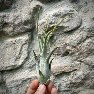 Tillandsia circinata