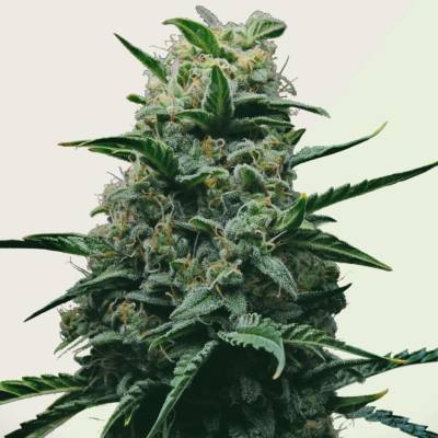 Kera Seeds Dwarf AUTO semena neobsahují THC 5 ks