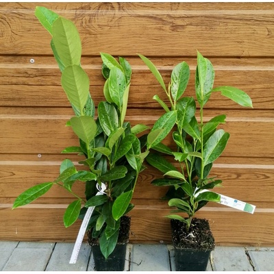 Vavrínovec lekársky (Prunus laurocerasus ´Elly´) veľkosť 30-50cm