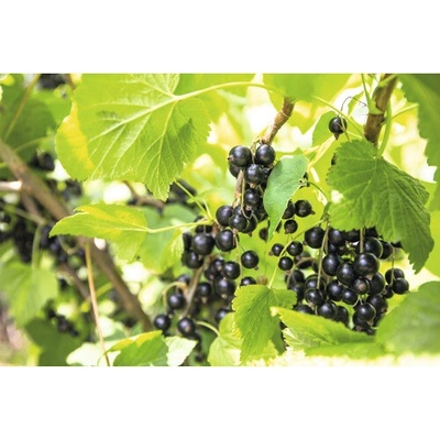 Arónia čerešňolistá BIO FloraSelf Bio Aronia prunifolia 'Viking' V 40-50 cm kvetináč 2 l
