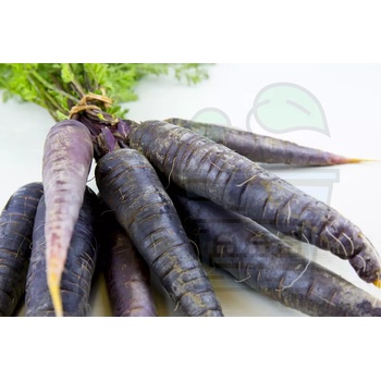 Image 1 of Семена от моркови сорт "Черна Небула" / "Дийп Пърпъл" (Scorzonera hispanica / Black Nebula / Deep Purple F1) 500 бр (320100)