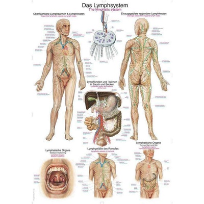 Anatomický plagát Erler Zimmer - Lymfatický systém človeka 50 x 70 cm | DE, EN, LA