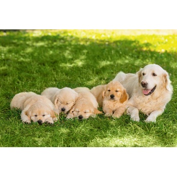 DIMEX ART s. r. o Флизелинов фототапет семейство голдън ретривъри 375 x 250 см