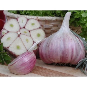 Česnek sadbový Harnaš (pytel 16palic)