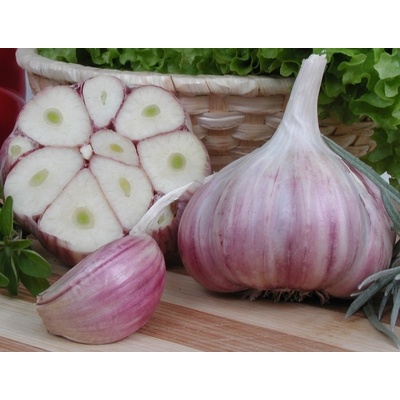 Česnek sadbový Harnaš (pytel 16palic)