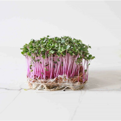 Microgreens Ředkvička Red Coral na 100 g