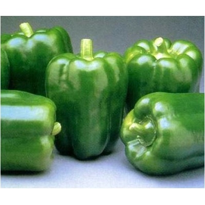 Paprika California Wonder - Capsicum annuum - Semiačka - 20 ks