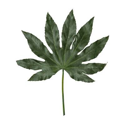 Stabilizovaná rastlina Aralia Bush (10pcs)