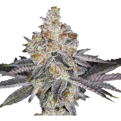 Growers Choice Wifi Punch semena neobsahují THC 5 ks