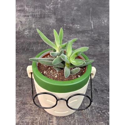 Crassula Tarantula 8,5 cm (Bonsai na přímé slunko)