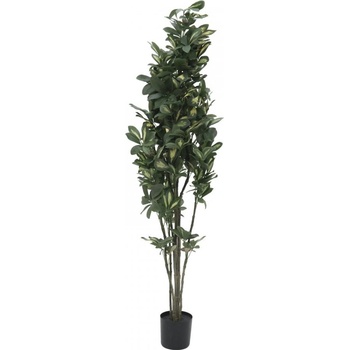 Šeflera, 120 cm
