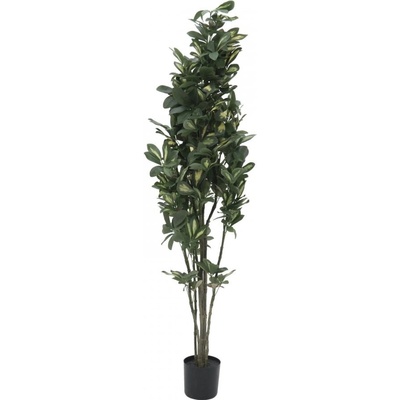 Šeflera, 120 cm