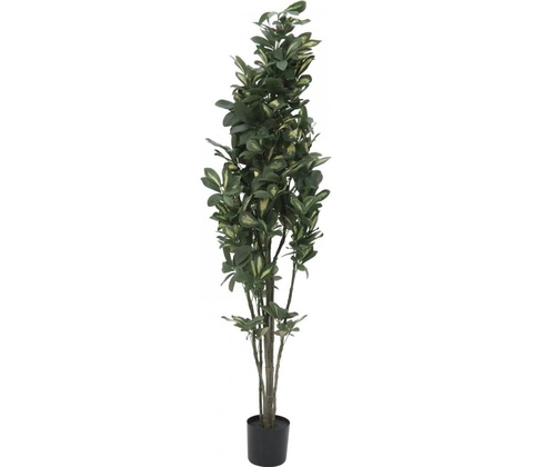 Šeflera, 120 cm