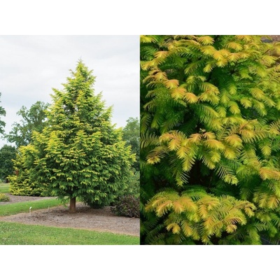Metasekvoja čínska Amber Glow, výška 150-180 cm, kvetináč 10 l