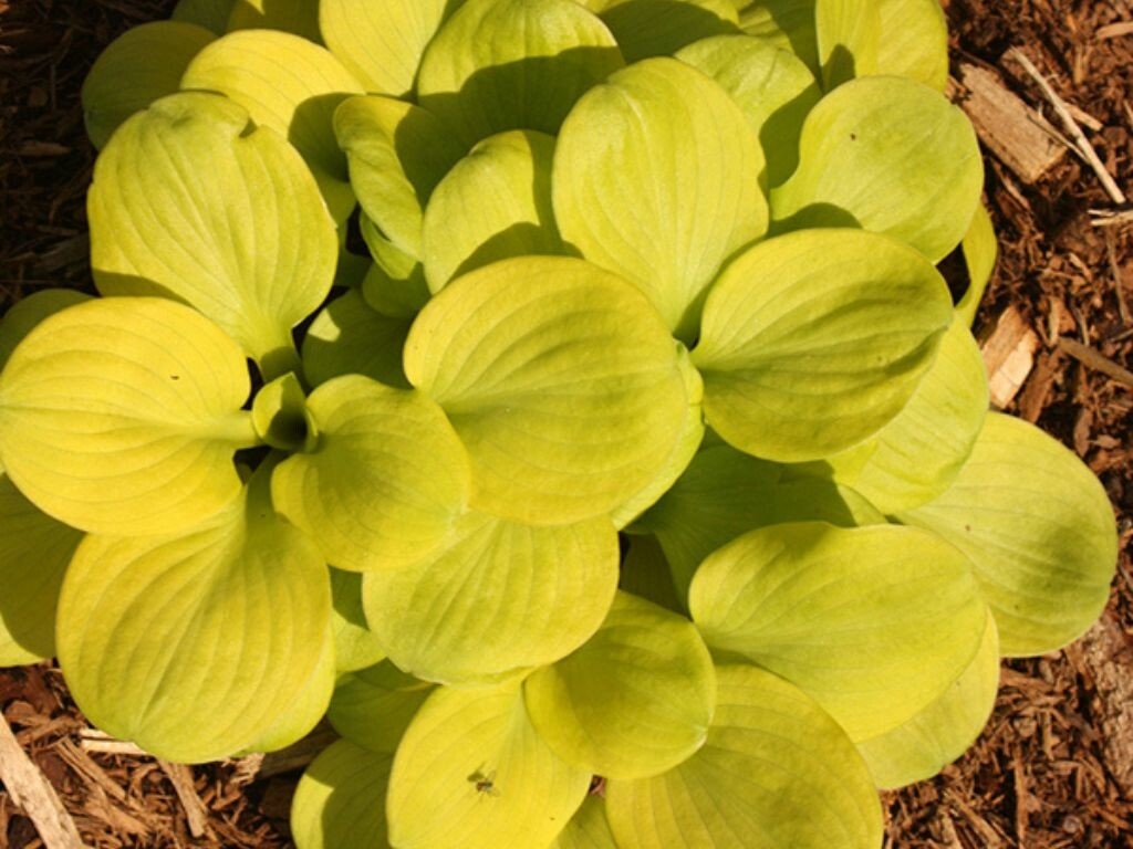 Hosta Sun Mouse