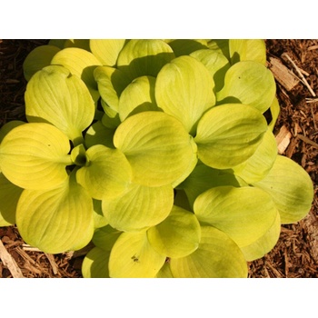 Hosta Sun Mouse - Funkia, kont. 1 l
