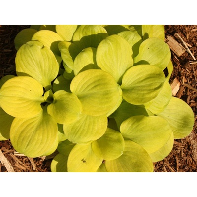 Hosta Sun Mouse - Funkia, kont. 1 l