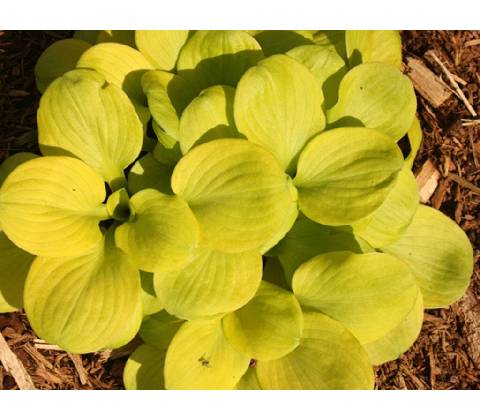 Hosta Sun Mouse